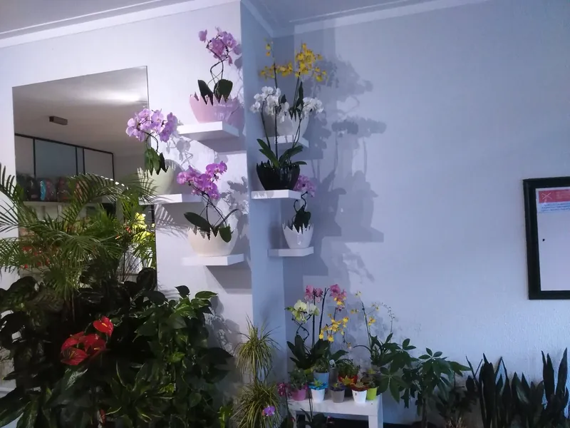 Interior da florista O Meu Bouquet com orquídeas em prateleiras brancas e plantas verdes